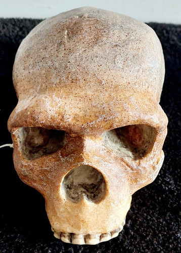 Réplica Cráneo Antropológico Steinheim Homo Sapiens Arcaico