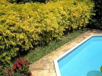 Muda De Bambuzinho-de-jardim Bambusa Textilis Gracilis
