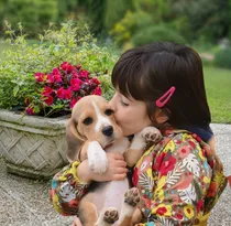 Comprar Beagle Cachorros Con Pedigree De F.c.a