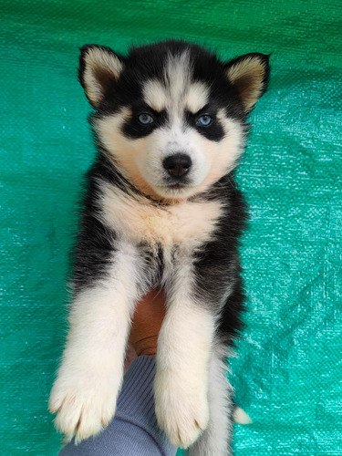 Imagen 8 de 10 de Husky Siberianos