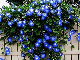 Blue Morning Glory Vine Escaladora | 100 Semillas Para Plant