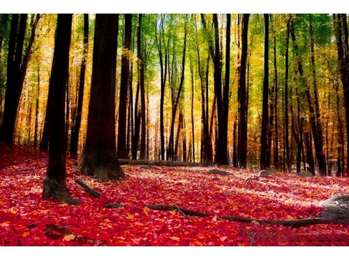 Fotomurales Bosques Modelos Tapiz Vinil Autoadhesivo Color Bosque Multicolor