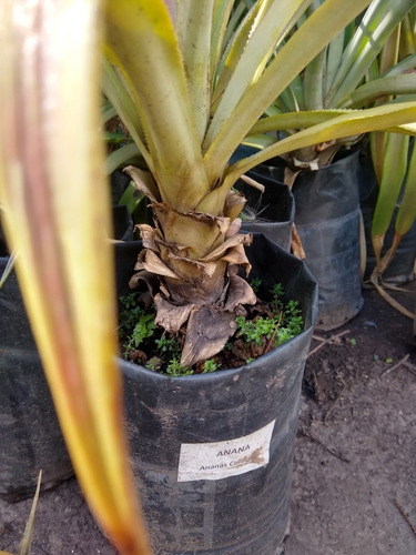 Planta De Ananá - Ananas Comosus - Piña - Bromelia Terrestre