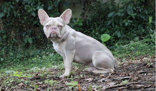 Bulldog Frances New Shade Tan Exotico Macho