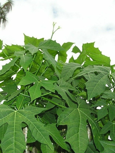 Imagen 1 de 1 de Árbolitos De Chaya