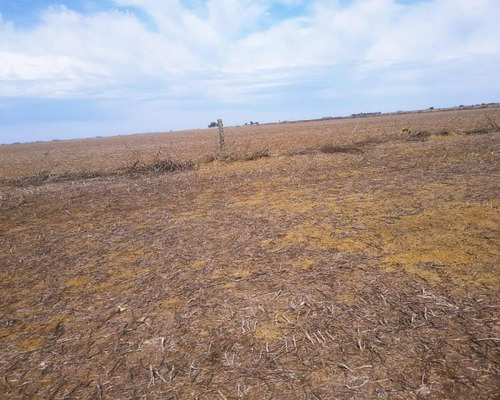 Campo Agricola En Venta Distrito #rivadavia, Prov. Bs. As.