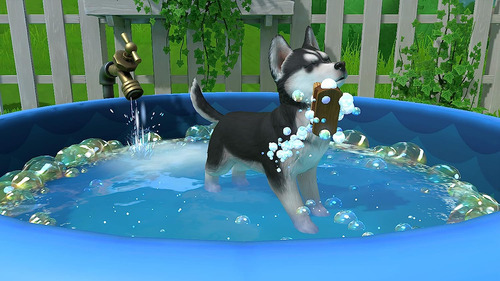 Juego físico Little Friends Puppy Island para Nintendo Switch