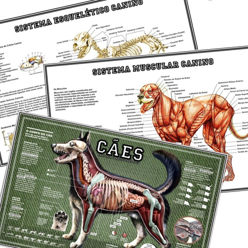 3 Posters Medicina Veterinária 65x100cm Corpo Do Cachorro