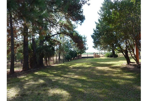 Imagen 5 de 7 de Forestación Eucaliptus En Concordia
