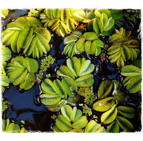 Acordeones De Agua (salvinia Auriculata)