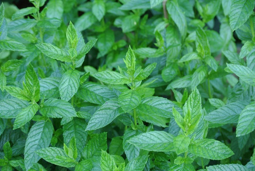 Menta 100 Gr, Erva Seca Para Chá