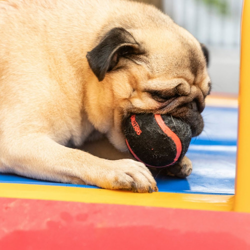 Bola De Tênis Para Cães Pet Com Apito G Playball Germanhart