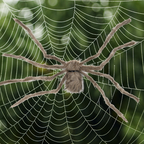 Araña De Peluche De Simulación, Arañas Realistas, Bromas, Mo