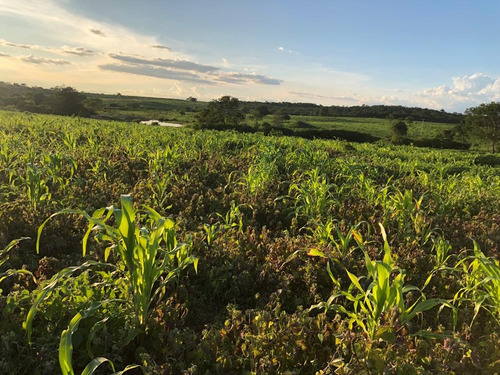 Imagem 14 de 25 de Linda Fazenda Na Bahia!!!!!