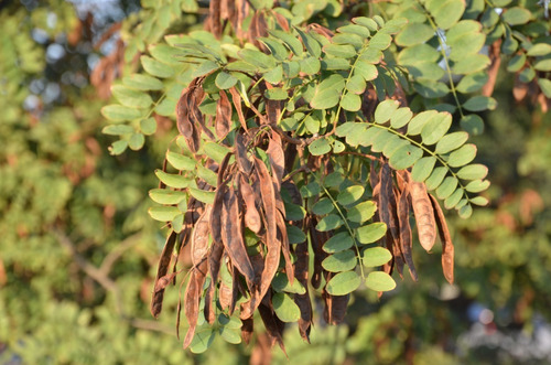 99 Semillas De Acacia Blanca (robinia Pseudoacacia)