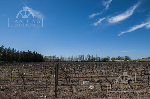 Campo - Finca Productiva De Primer Nivel, Mendoza, 80 Hectareas
