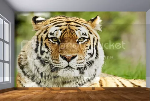 Papel De Parede Animais Tigre Paisagem 3d 6m² Anm119