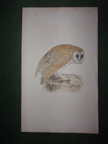 Pájaro  White Owl  Grabado De Morris De Londres 1866