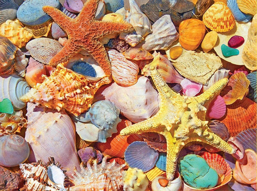 White Mountain Puzzles Conchas De Playa - Rompecabezas De 50