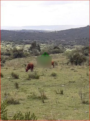 Imagen 5 de 13 de Venta De Campo Zona De Aigua, 121 Hectareas, Con Buen Acceso, Aguadas.