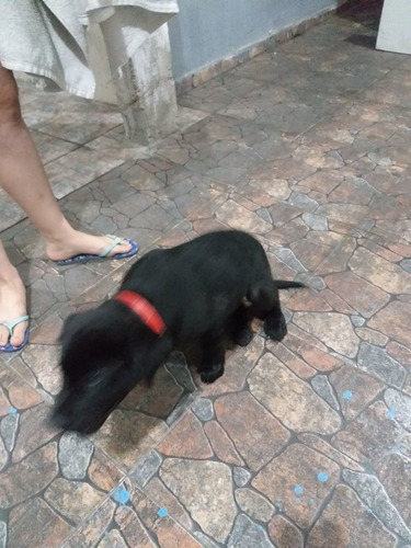 Imagem 3 de 3 de Filhote De Labrador