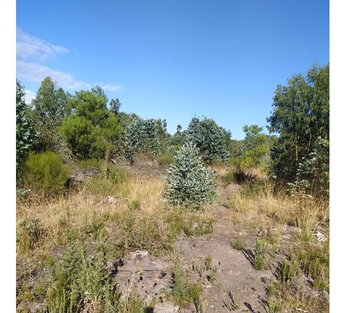 Vendo Campo De 12 Has Forestado Muy Cerca De La Ciudad Consulte Y Coordine Una Visita!!!!!!!
