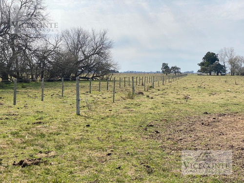 Imagen 21 de 29 de Campo - General Mansilla