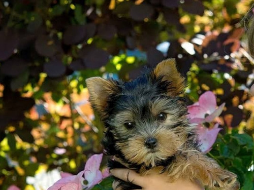 Cachorritos Yorshire Yorky Miniatura Mini