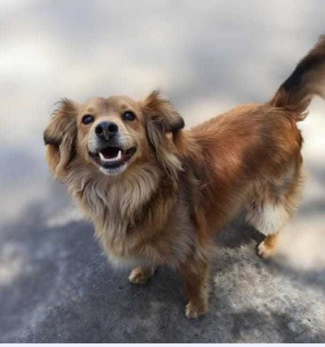 Imagen 4 de 5 de Guardería Y Pensionado Canino(capital Federal)
