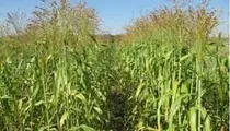 Comprar Sorgo Vassoura  1k Sementes- Produção De Vassoura Caipira