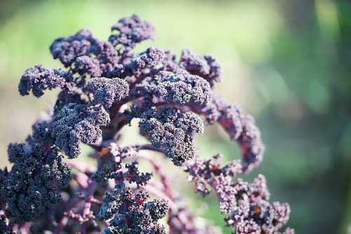 100 Semillas De Kale Rojo Sembrar Hortalizas Para Tu Huerto