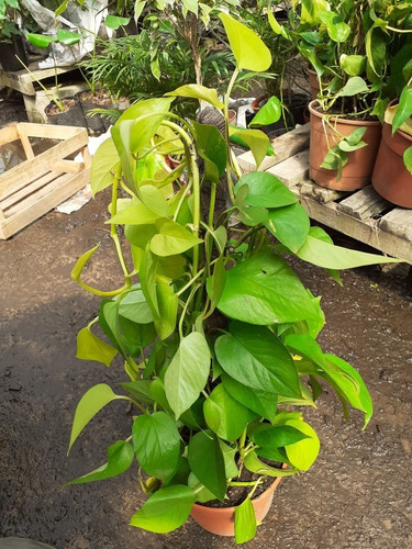 Imagen 10 de 10 de Plantas De Interior Philodendron, Potus, Pothos, Cordatum