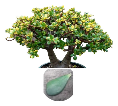 Semillas De Suculenta Arbol De Jade X 10 Unidades