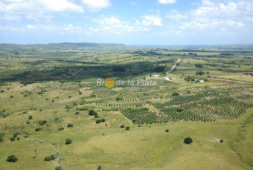 Campo Apto Fraccionamiento Con Plantación De Olivos Y Fábrica De Aceite De Oliva Muy Acreditado- Ref: 12801