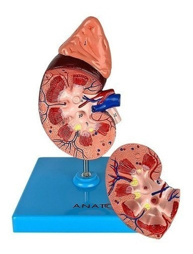 Rim Humano Corte Sagital Em 2 Partes, Anatomia