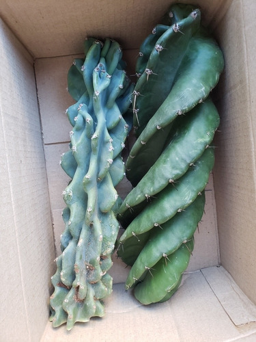 Kit Estaca Cacto Parafuso E Cacto Monstro Azul