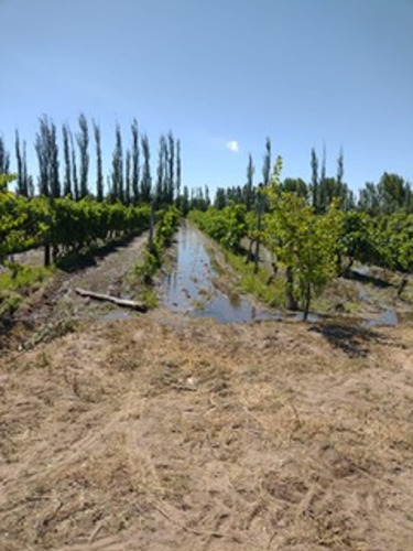 Finca 5 Ha Viña - Se Reciben Permutas