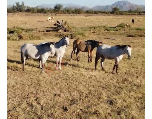 Terreno En Venta En Colonia Severo Moreno Atención Agricultores E Inversionistas ¡gran ...