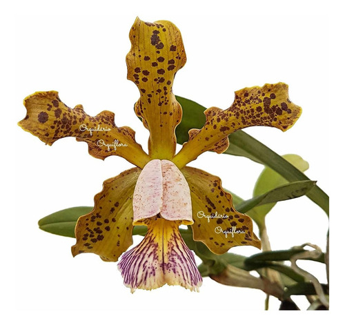 Orquídea Cattleya Schilleriana Coerulea Planta Adulta