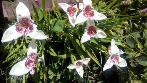 Bulbos ,semillas De Flor De Tigre , Tigridia  Blanco