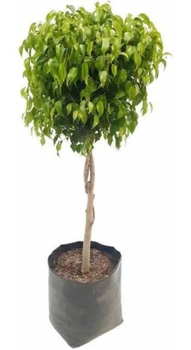 Imagen 2 de 2 de Árbol Ficus Benjamina 2 M.