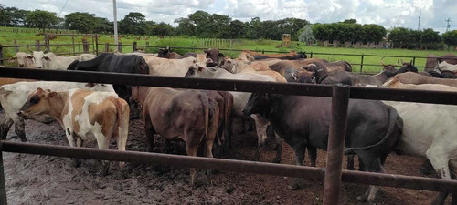 Imagen 11 de 14 de En Venta Finca Productiva En Dos Caminos Guárico