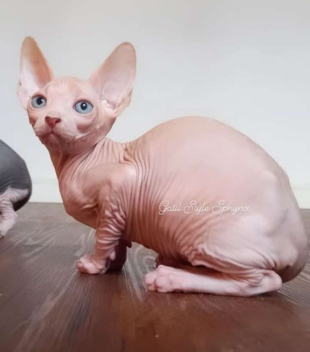 Lindos Filhotes De Sphynx 