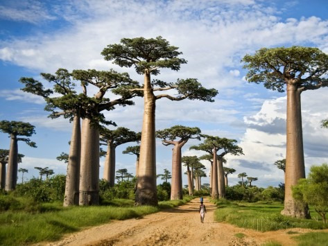 Imagem 9 de 9 de Baoba Adansonia Digitata - Sementes Para Mudas Ou Bonsai