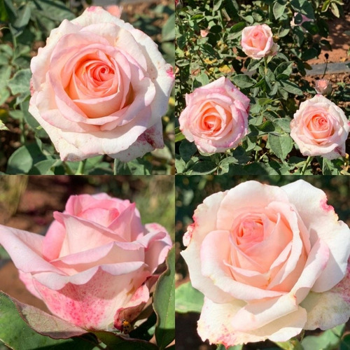 Kit De 05 Mudas De Rosas Sem Espinhos Variadas T5