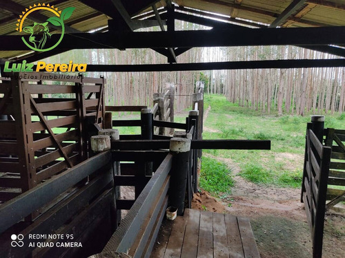 Imagem 13 de 15 de Fazenda À Venda Em Jacunda - Pa - 1.258,4 Hectares (dupla Aptidão) - 2032