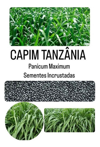 Capim Tanzânia - 10kg De Sementes Incrustadas