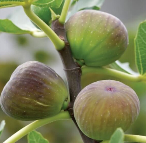 Higo ( Morado ) (certificado)