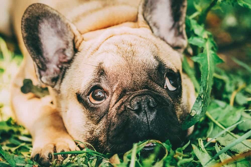 Ração Premier Raça Espec.bulldog Francês- Filhote Frango 2,5