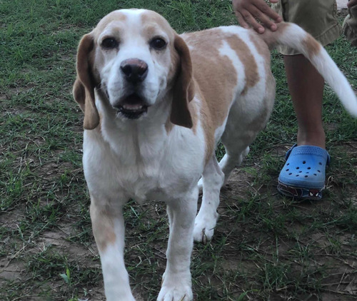 Beagle Busca Novia !!